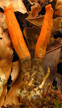 Image of Cordyceps militaris (L.) Fr. 1818