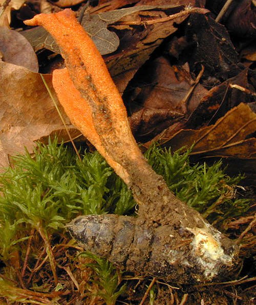 Image of Cordyceps militaris (L.) Fr. 1818