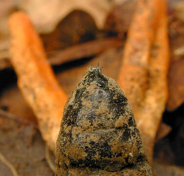 صورة Cordyceps militaris (L.) Fr. 1818