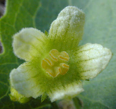 Image of Cretan bryony