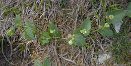 Image of Cretan bryony