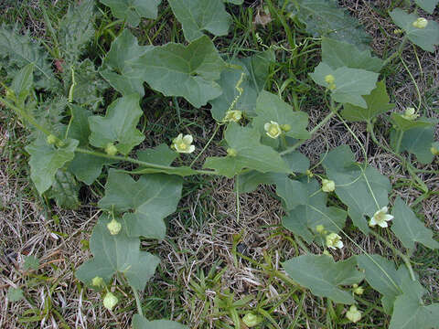 Image of Cretan bryony