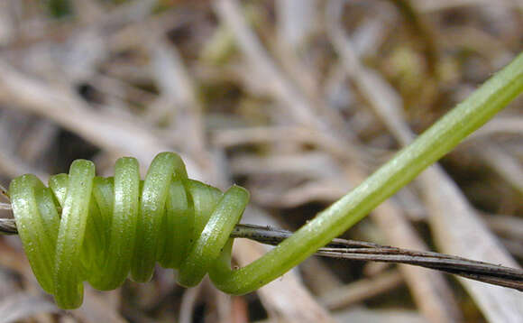 Image of Cretan bryony