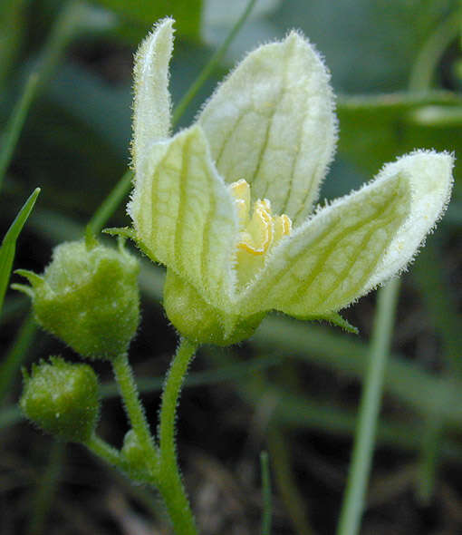 Image of Cretan bryony