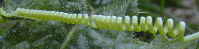 Image of Cretan bryony