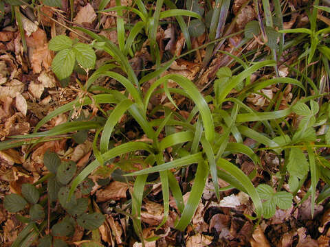 Imagem de Luzula sylvatica (Hudson) Gaudin