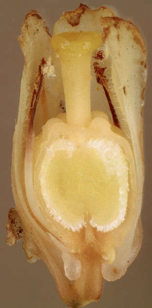 Image of Monotropoideae