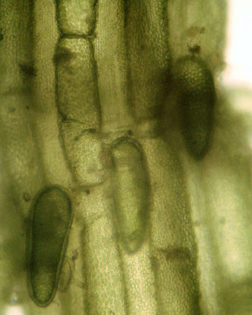 Imagem de Chara vulgaris var. vulgaris Linnaeus