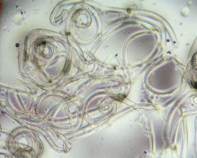 Image of <i>Anguina agrostis</i>