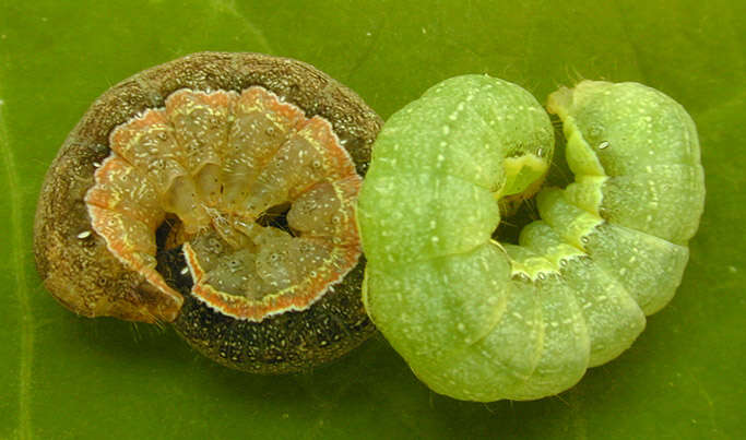 Image of Cabbage Moth