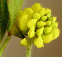 Image of black medick