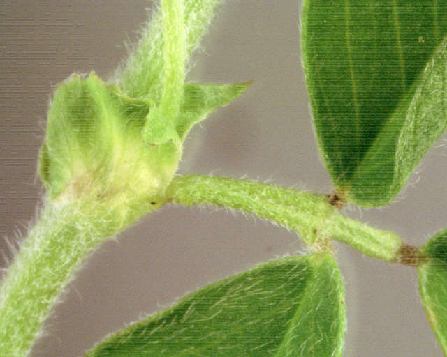 Image of black medick