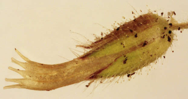 Image of sticky chickweed