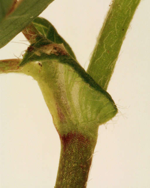 Image of Lesser Hop Trefoil