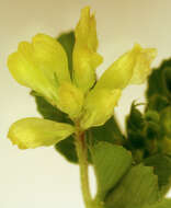 Image of Lesser Hop Trefoil