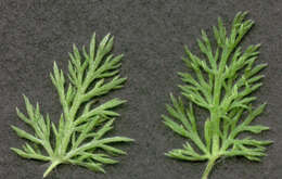 Image of yarrow, milfoil