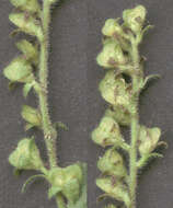 Image of Health Speedwell