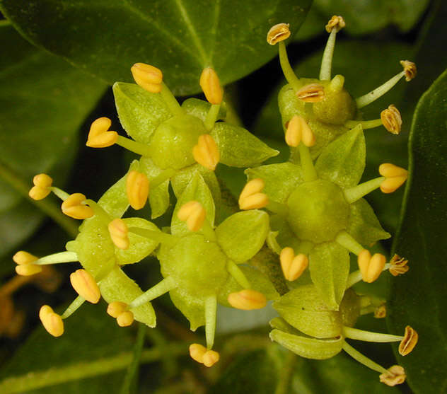 Image of Hedera helix f. helix