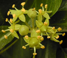 Image of Hedera helix f. helix