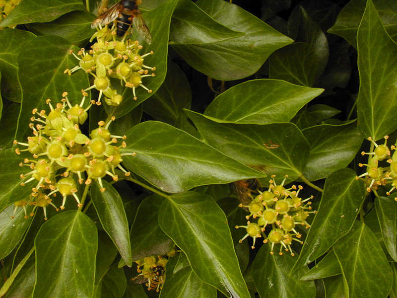 Image of Hedera helix f. helix