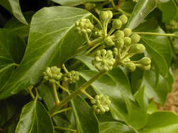 Image of Hedera helix f. helix