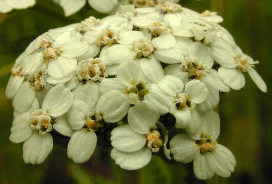 Image of yarrow, milfoil