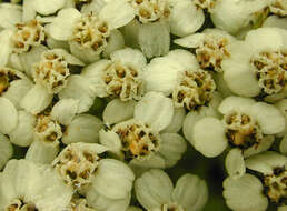 Image of yarrow, milfoil