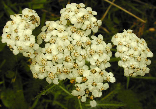 Image of yarrow, milfoil