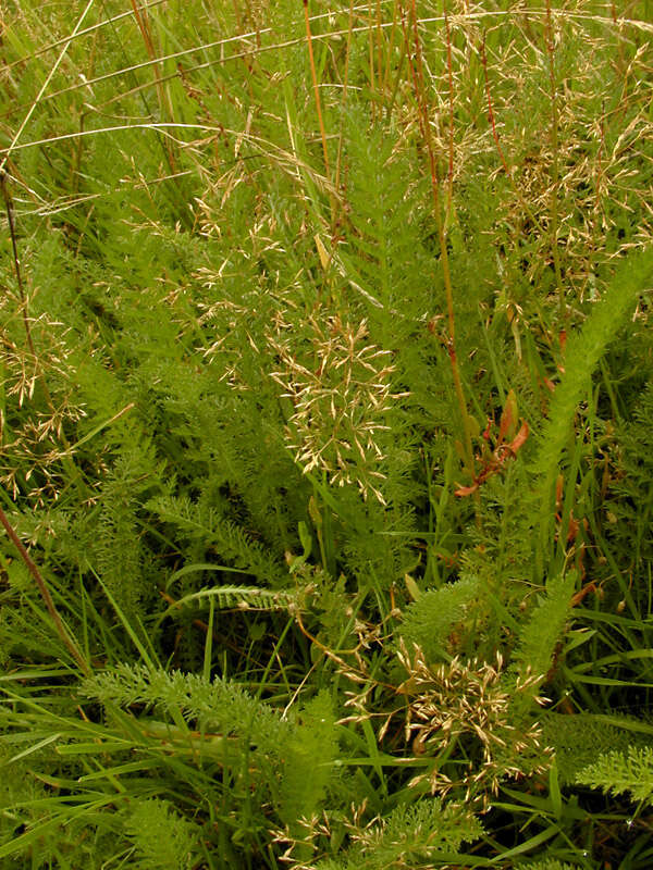 Image of yarrow, milfoil