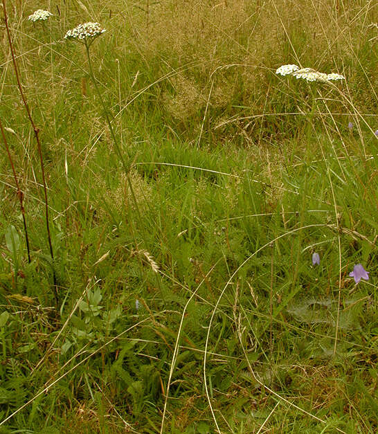 Image of yarrow, milfoil