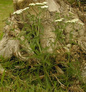 Image of yarrow, milfoil