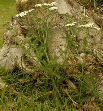 Image of yarrow, milfoil