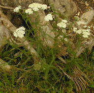 Image of yarrow, milfoil