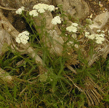 Image of yarrow, milfoil