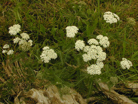 Image of yarrow, milfoil