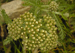 Image of yarrow, milfoil