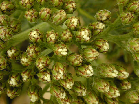 Image of yarrow, milfoil