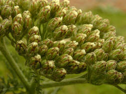 Image of yarrow, milfoil