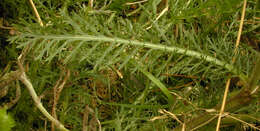 Image of yarrow, milfoil