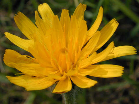 Image of bristly hawkbit