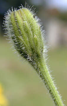 Image of bristly hawkbit