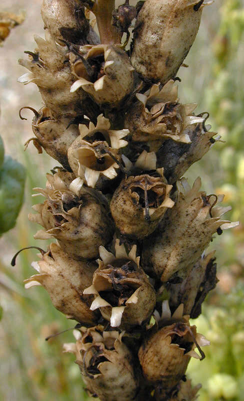 Image of Common Toadflax