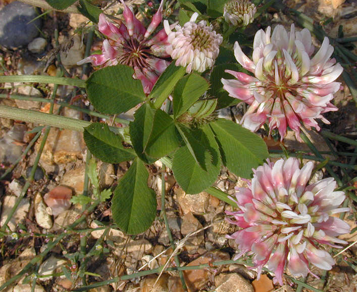 Image of alsike clover