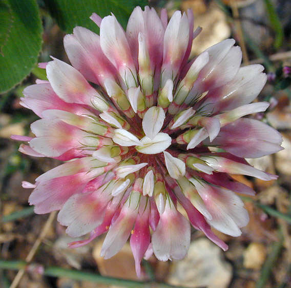 Image of alsike clover