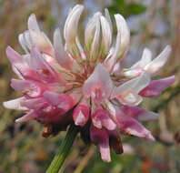 Image of alsike clover