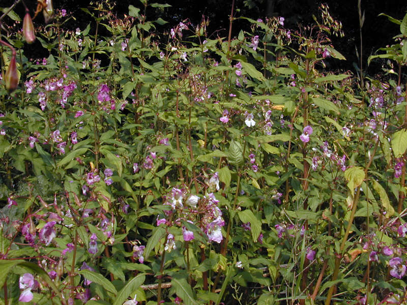 Image of Himalayan balsam