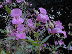 Image of Himalayan balsam