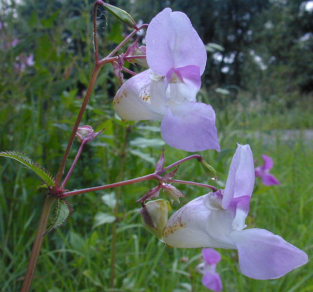 Image of Himalayan balsam