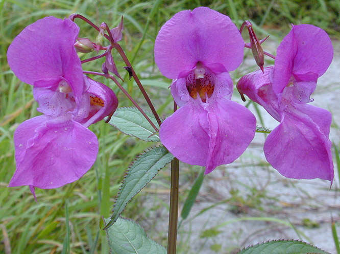 Image of Himalayan balsam