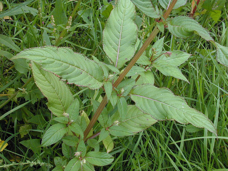 Image of Himalayan balsam